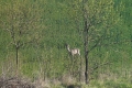 sarny_042_1