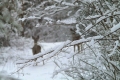 sarny_054_1