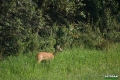 sarny_070_1