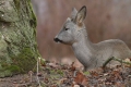 sarny_090_1