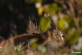sarny_100_1