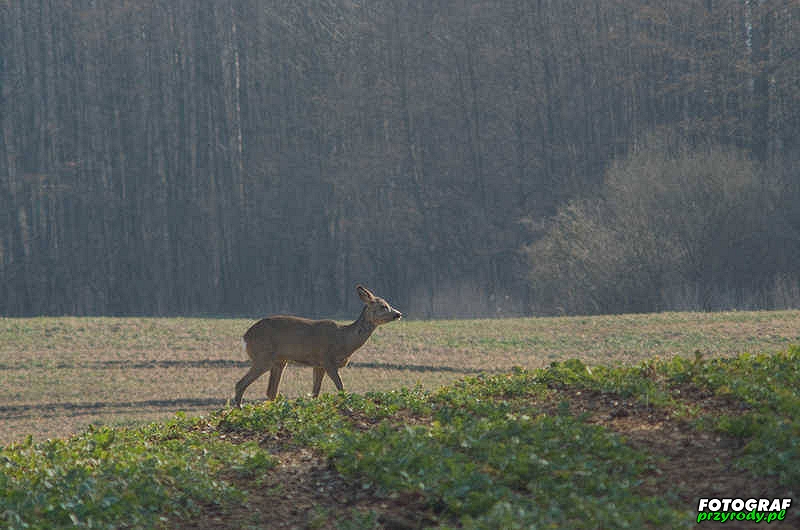 sarny_013_1