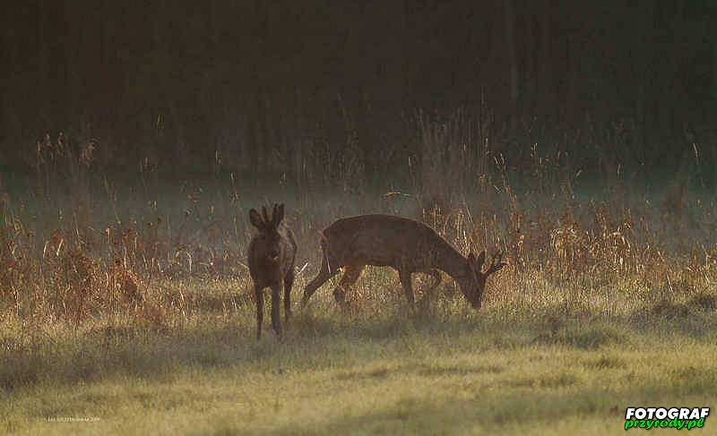 sarny_038_1
