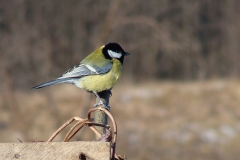 Sikorki