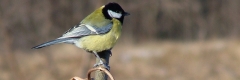 Sikorki