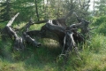 na_sniezke_004