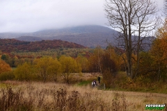 Tarnica
