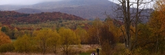 Tarnica