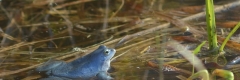 Gady i płazy