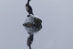Zimowy kormoran
