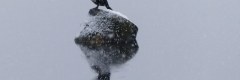 Zimowy kormoran